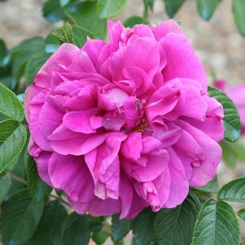 Y  Rosa Roseraie de l'Hay