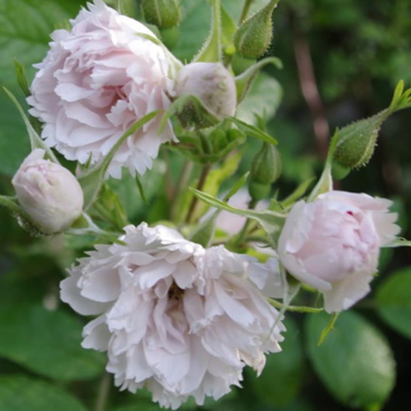 Rosa White Grootendorst